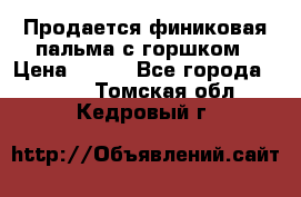Продается финиковая пальма с горшком › Цена ­ 600 - Все города  »    . Томская обл.,Кедровый г.
